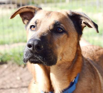 Healing Hearts: The Surprising Health Benefits of Rescuing Animals