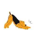 House Training Your Adult Dog