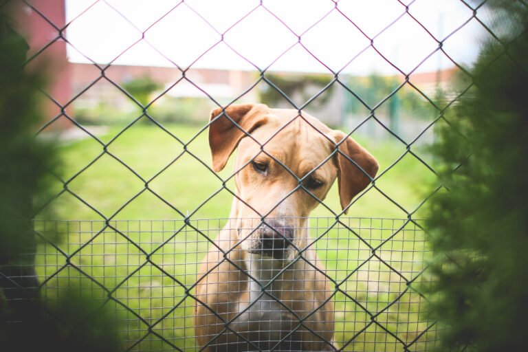 More than just a backyard dog