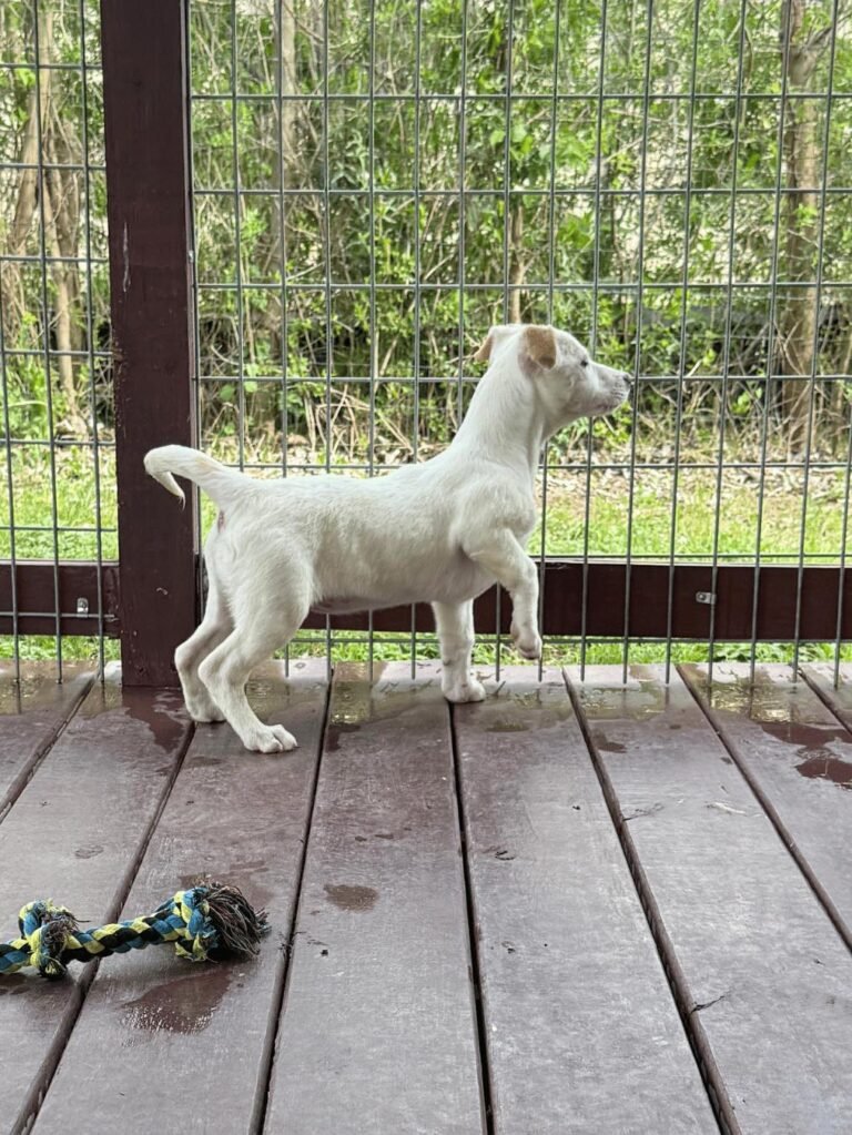 What Experts Say About Crate Training