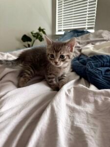 The Heartwarming Benefits of Rescuing Cats