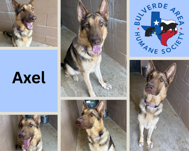 Axel – an energetic shepherd