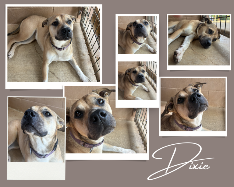 Dixie – As sweet as dixie crystal
