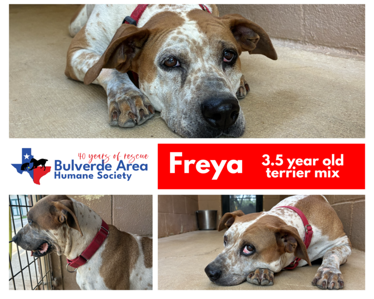 Freya – the professional lap dog