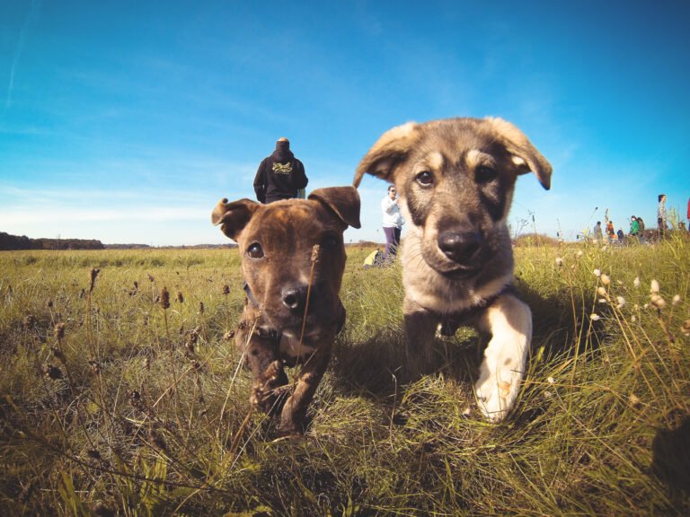 Chewing in Dogs & Puppies